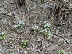 Viola hancockii, photograph (c) Jane Charlen, some rights reserved (CC BY)