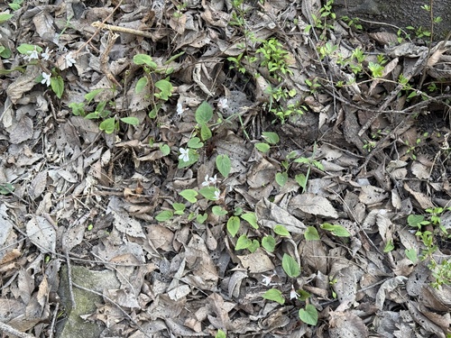 Viola hancockii, photograph 5