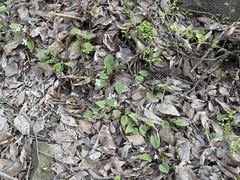 Viola hancockii, photograph (c) Jane Charlen, some rights reserved (CC BY)