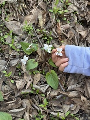 Viola hancockii, photograph (c) Jane Charlen, some rights reserved (CC BY)