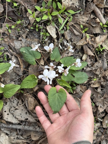 Viola hancockii