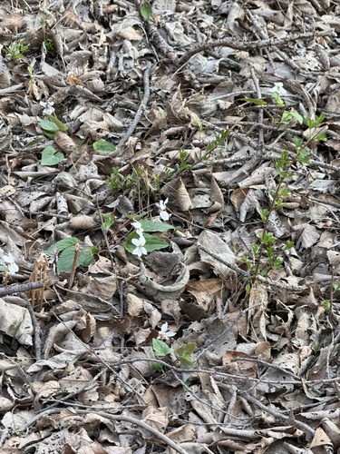 Viola hancockii, photograph 6