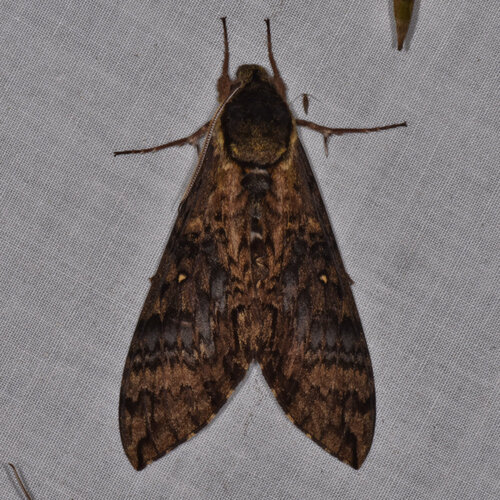 Manduca pellenia