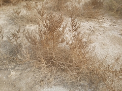 Suaeda aegyptiaca