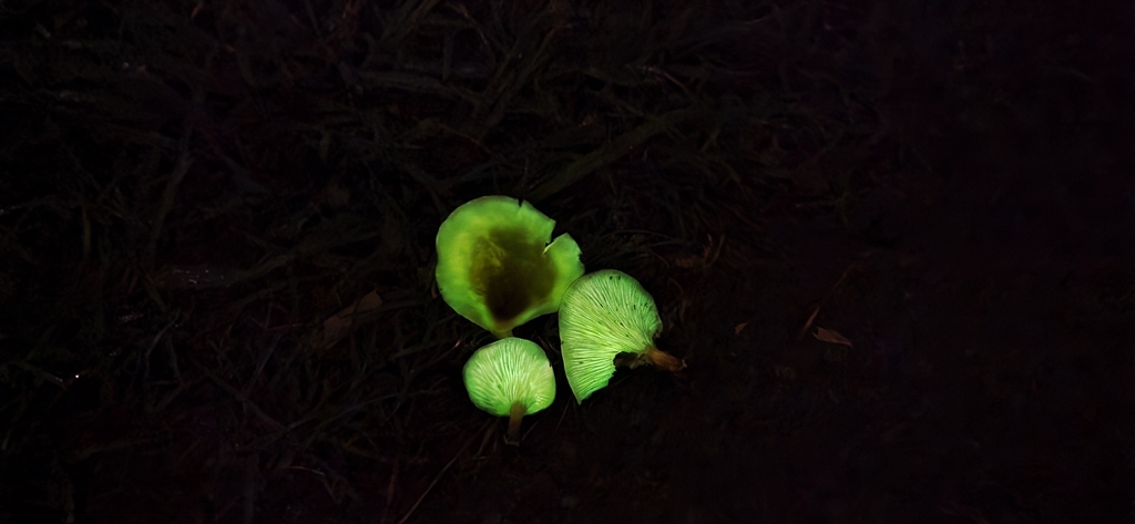 Omphalotus nidiformis · April 2026 · photo: © rotceh_dnih (iNaturalist, cc-by)