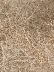 Suaeda aegyptiaca