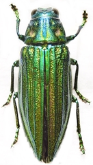 Coleoptera