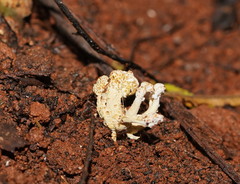 Cordyceps cranstounii