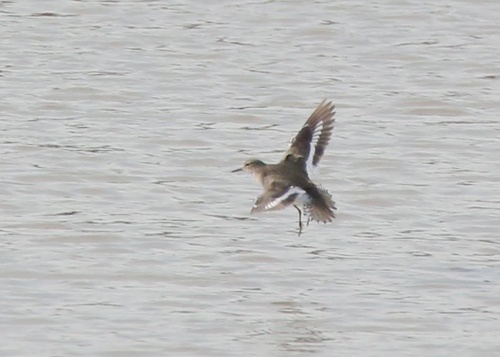 iNaturalist: (c) testaman, some rights reserved (CC BY-NC) iNaturalist image