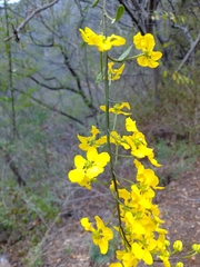 Echinopterys eglandulosa