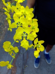 Echinopterys eglandulosa