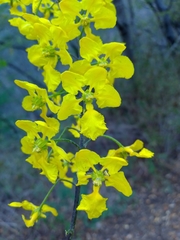 Echinopterys eglandulosa