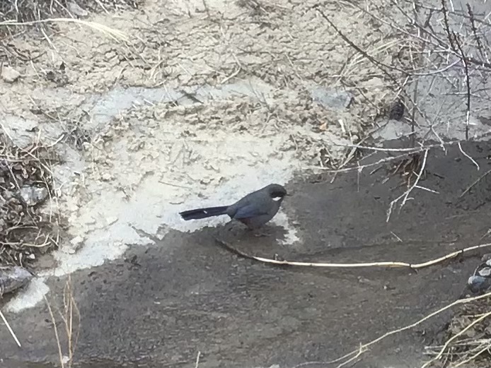 Brown-cheeked Laughingthrush (Trochalopteron henrici), photo 2