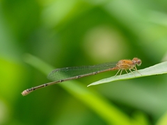 Pseudagrion pilidorsum