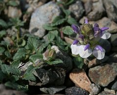 Scutellaria alpina