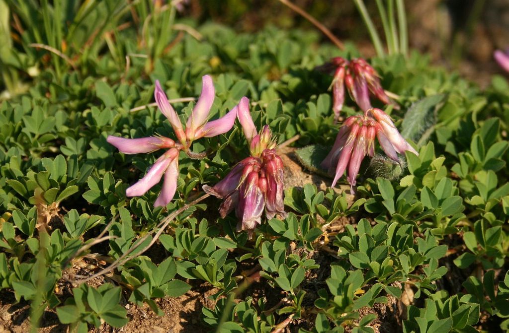 Trifolium pilczii