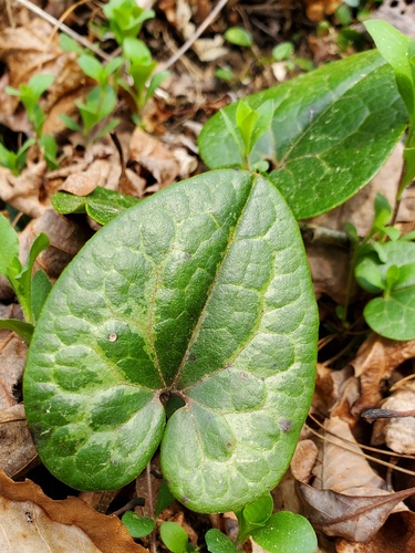 largeflower heartleaf (Asarum shuttleworthii)