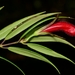 Aeschynanthus macgregorii (Merr.) Mansibang & Pelser
