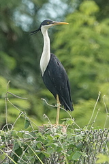 Egretta picata