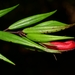Aeschynanthus macgregorii (Merr.) Mansibang & Pelser 3