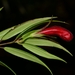 Aeschynanthus macgregorii (Merr.) Mansibang & Pelser 4