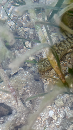 Gymnothorax richardsonii