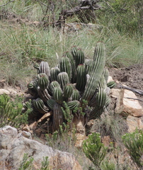 Euphorbia polygona