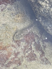 Caffrogobius gilchristi