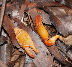Engaeus tuberculatus