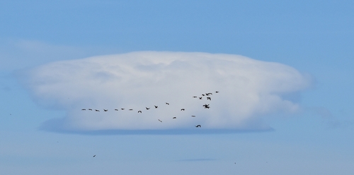 iNaturalist: (c) Alberto Baños, some rights reserved (CC BY-NC), uploaded by Alberto Baños iNaturalist image