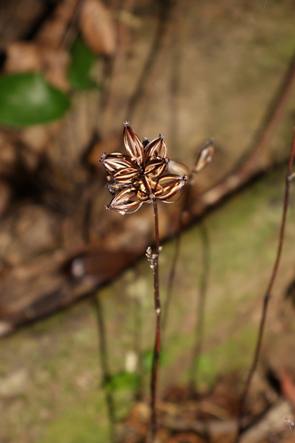 Lecanorchis trachycaula iNat (2)
