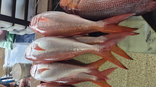 Deepwater longtail red snapper (Etelis coruscans) — Lutjanidae