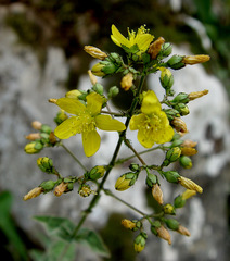 Hypericum lanuginosum