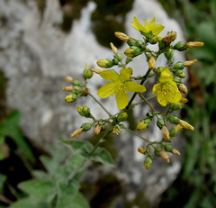 Hypericum lanuginosum