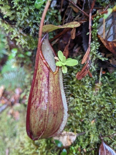 fringed pitcher-plant (Nepenthes tentaculata)
