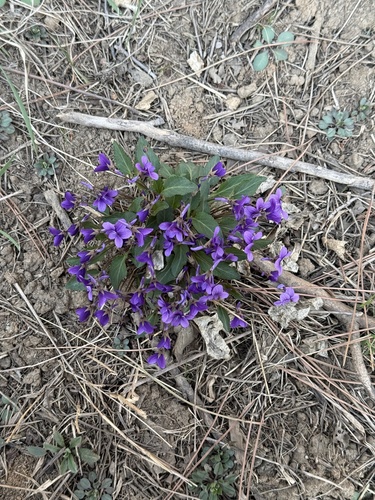 Viola prionantha (Viola prionantha)