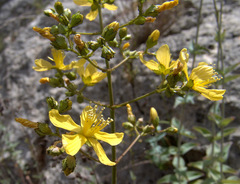 Hypericum lanuginosum