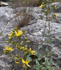 Hypericum lanuginosum