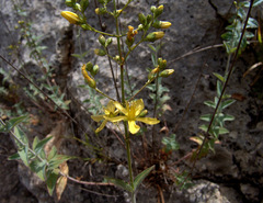 Hypericum lanuginosum