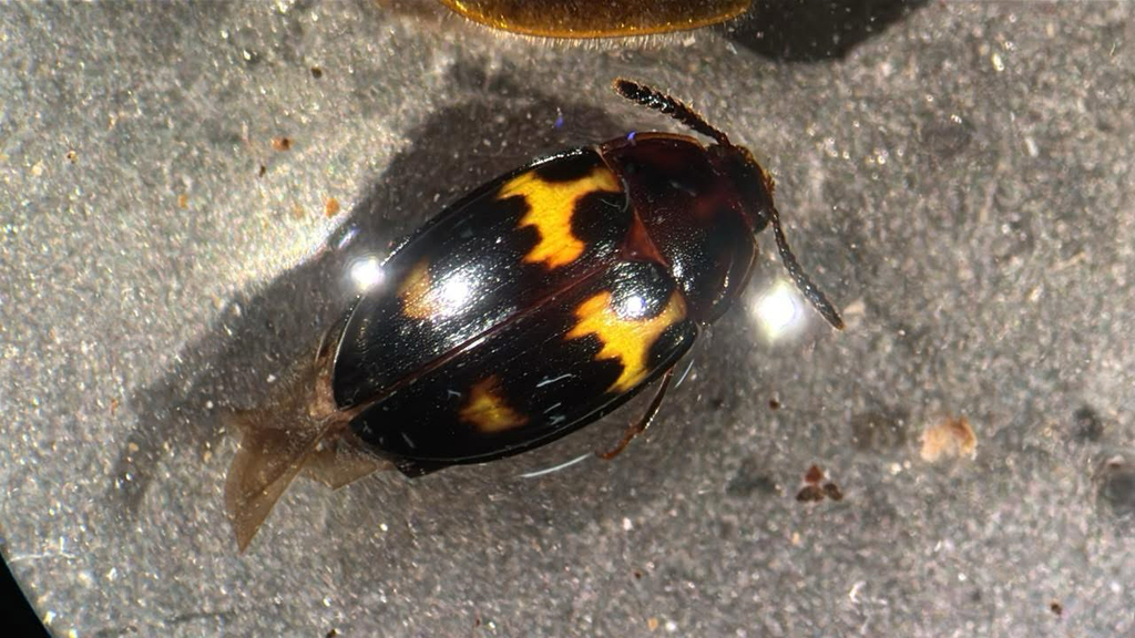 Spiloscapha taiwana