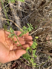 Fabaceae