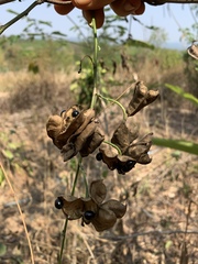 Fabaceae