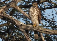 Accipiter tachiro