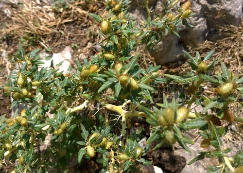 Spiny Cocklebur (Xanthium spinosum)