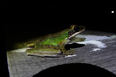 Chalcorana megalonesa