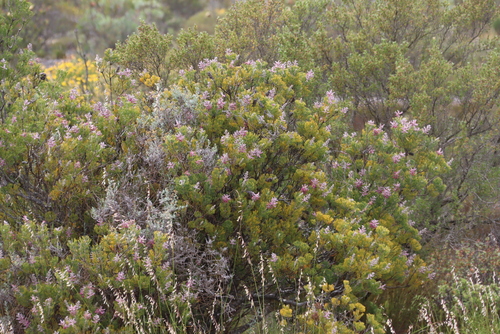 Paranomus bracteolaris, photograph 3
