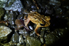 Ingerophrynus divergens