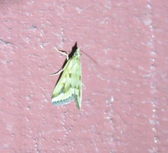 Achyra massalis