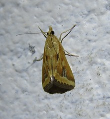 Achyra massalis
