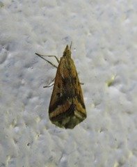 Achyra massalis